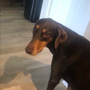 Meet your Posher, Colin